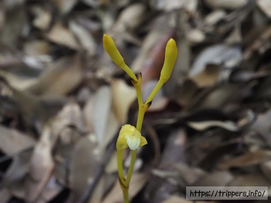 キバナウスキムヨウラン