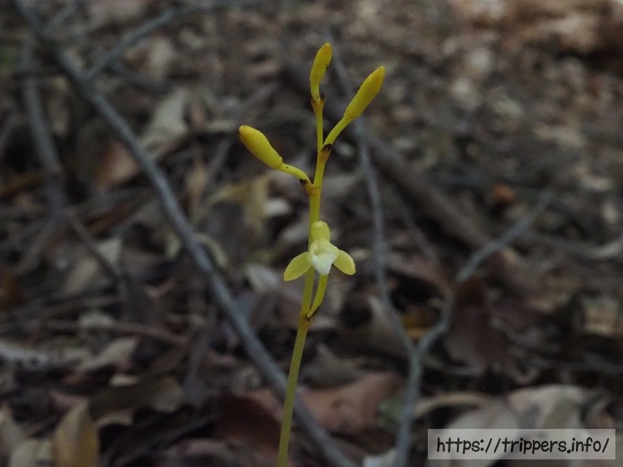 キバナウスギムヨウラン