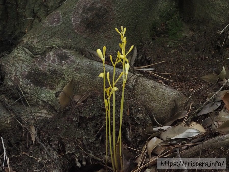 キバナウスギムヨウラン
