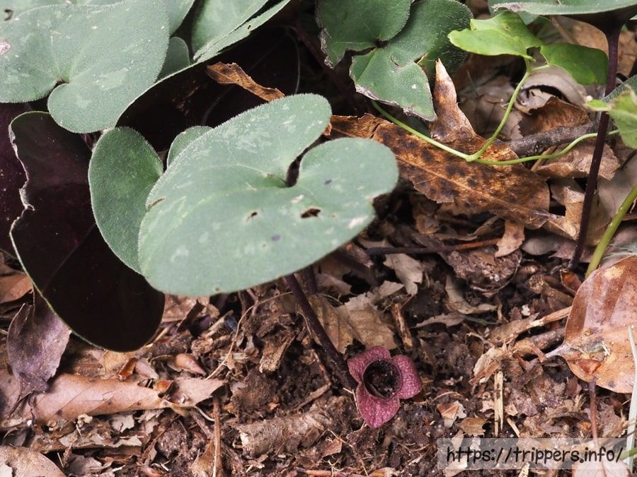 ゼニバサイシン