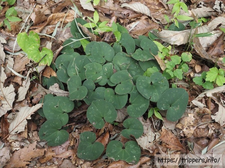 ゼニバサイシン