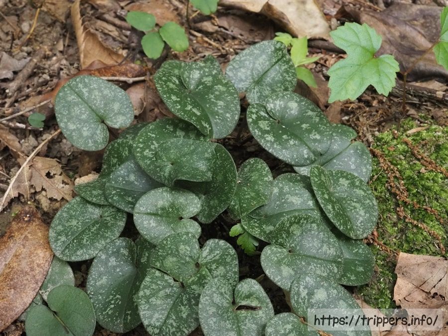 ゼニバサイシン