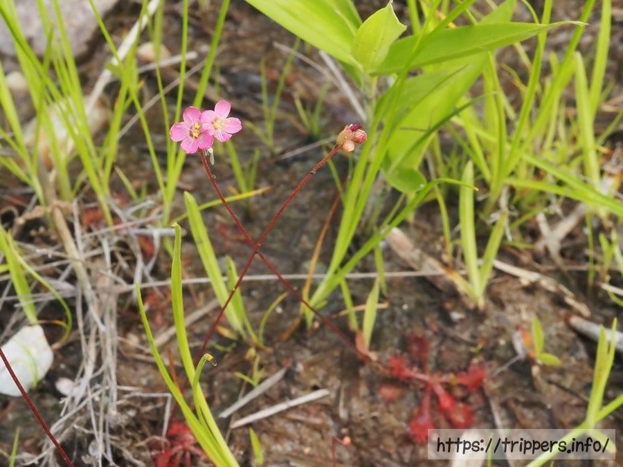 トウカイコモウセンゴケ