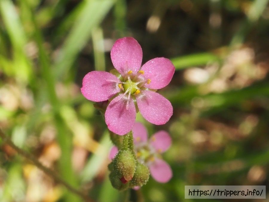 トウカイコモウセンゴケ