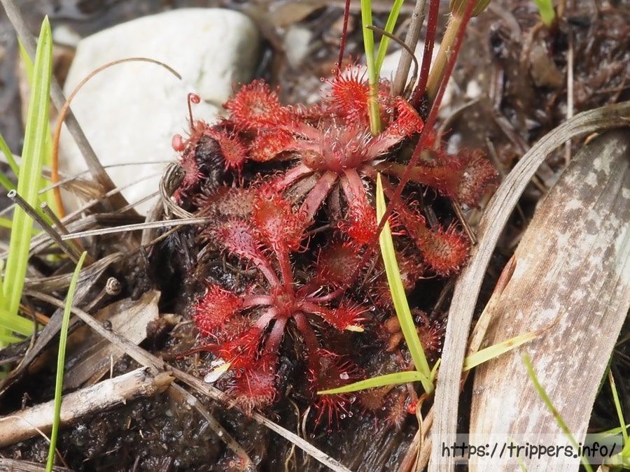 トウカイコモウセンゴケ