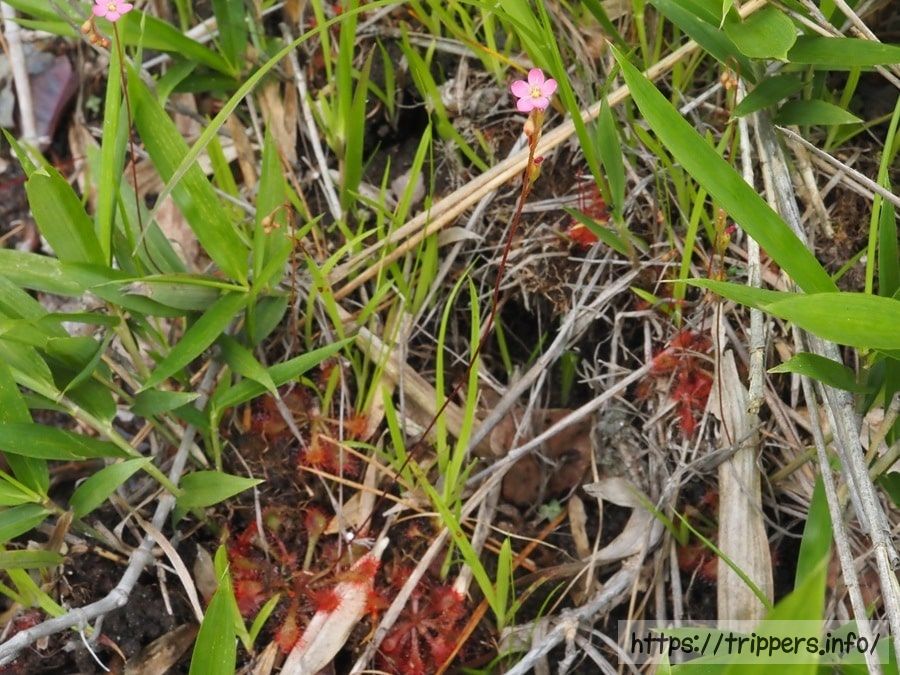 トウカイコモウセンゴケ