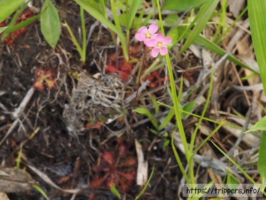 トウカイコモウセンゴケ