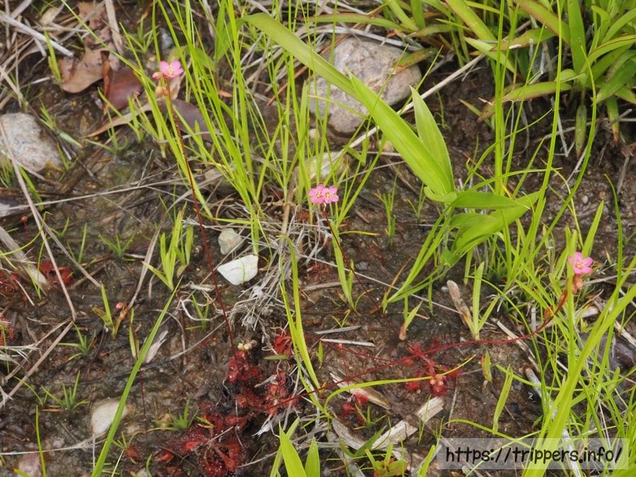 トウカイコモウセンゴケ