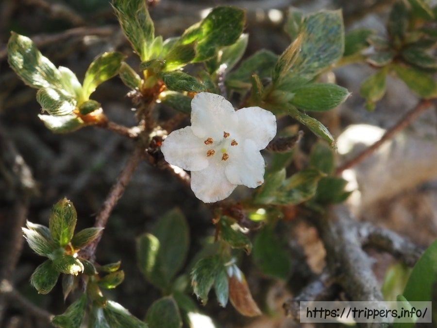 ハコネコメツツジ