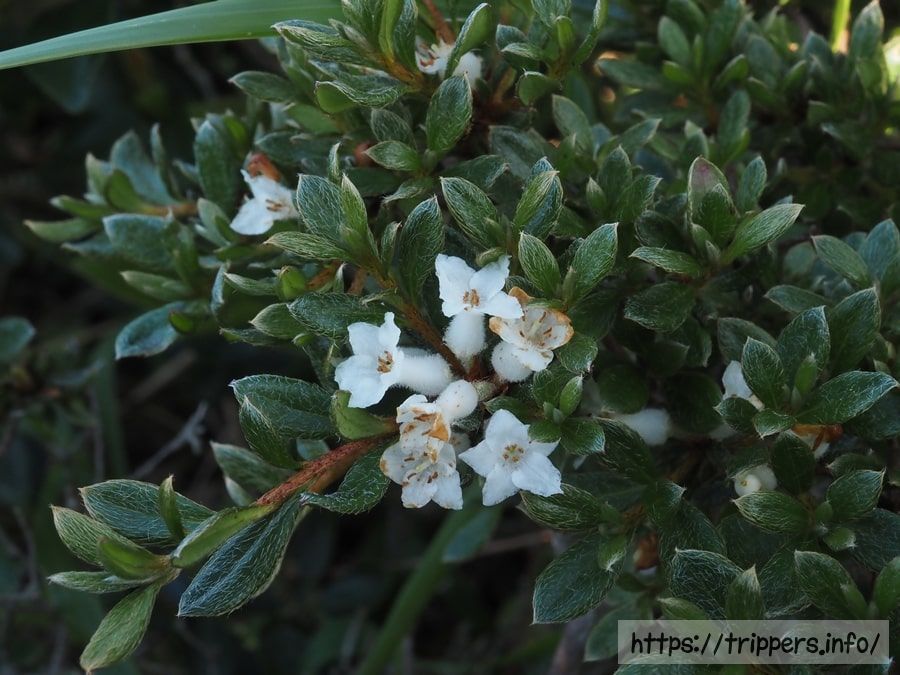 ハコネコメツツジ