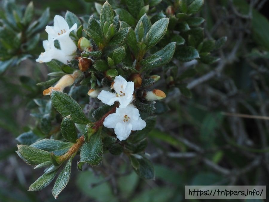 ハコネコメツツジ