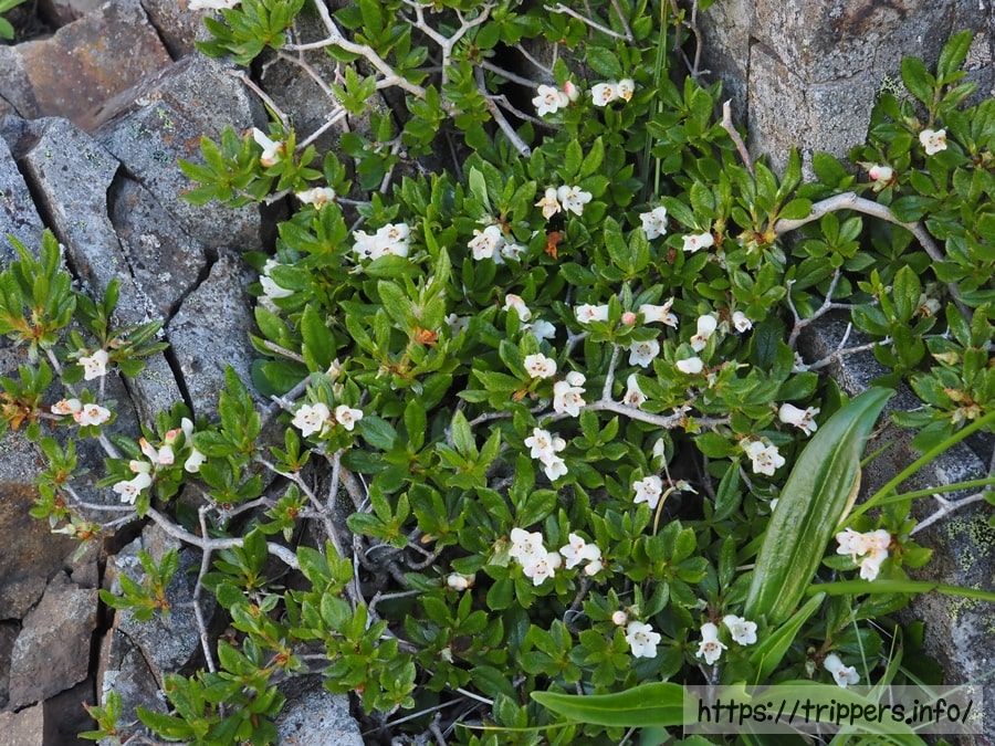 ハコネコメツツジ