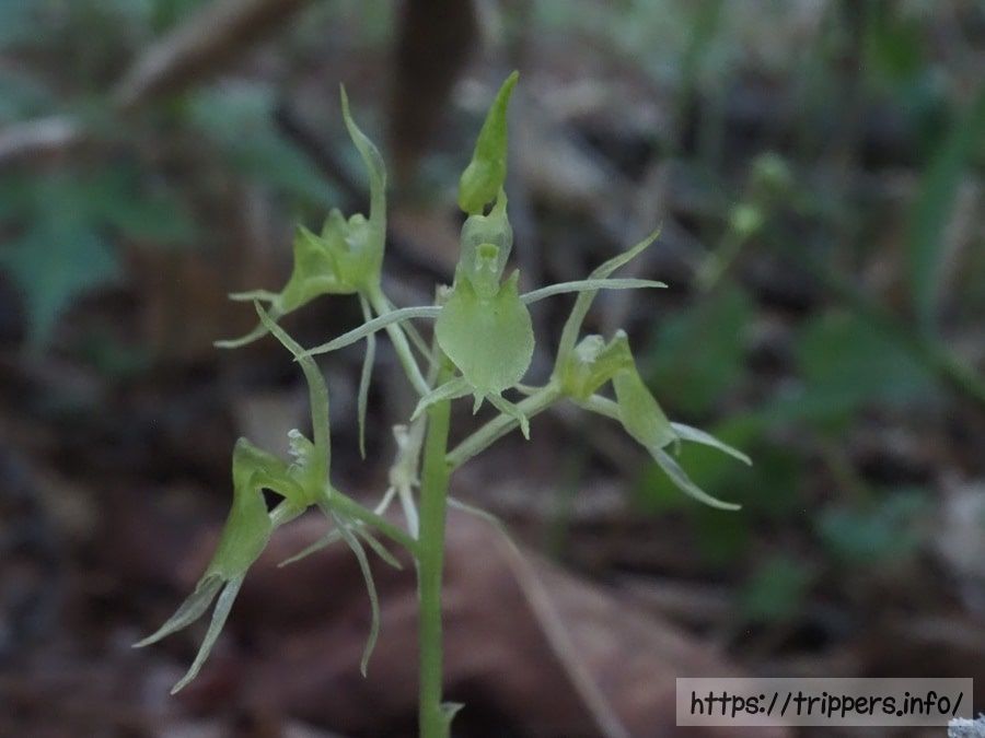 アオジガバチソウ