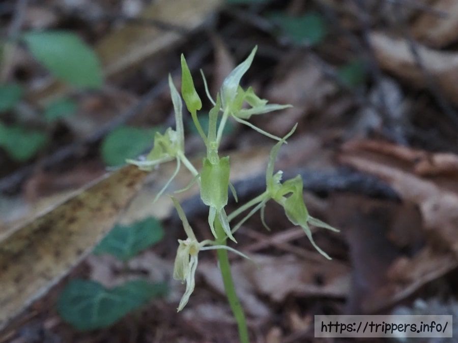 アオジガバチソウ