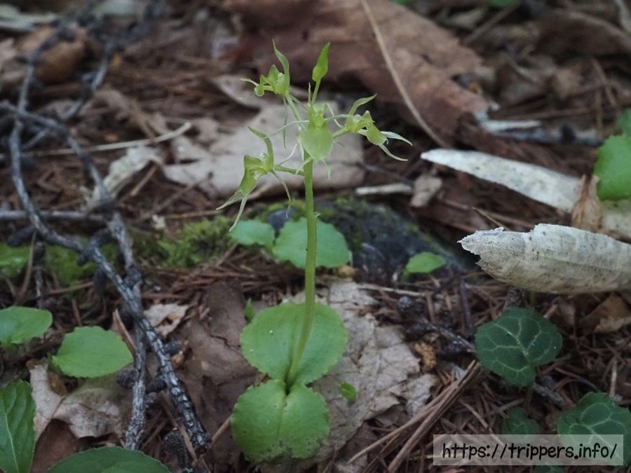 アオジガバチソウ