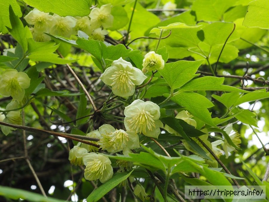 シロバナハンショウヅル