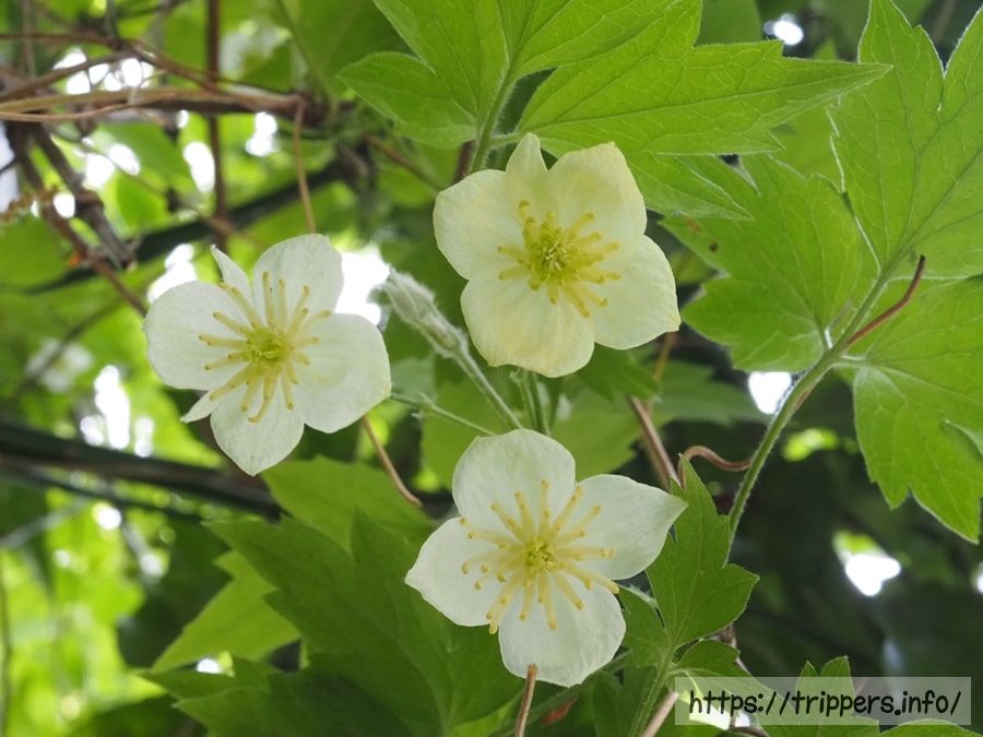 シロバナハンショウヅル