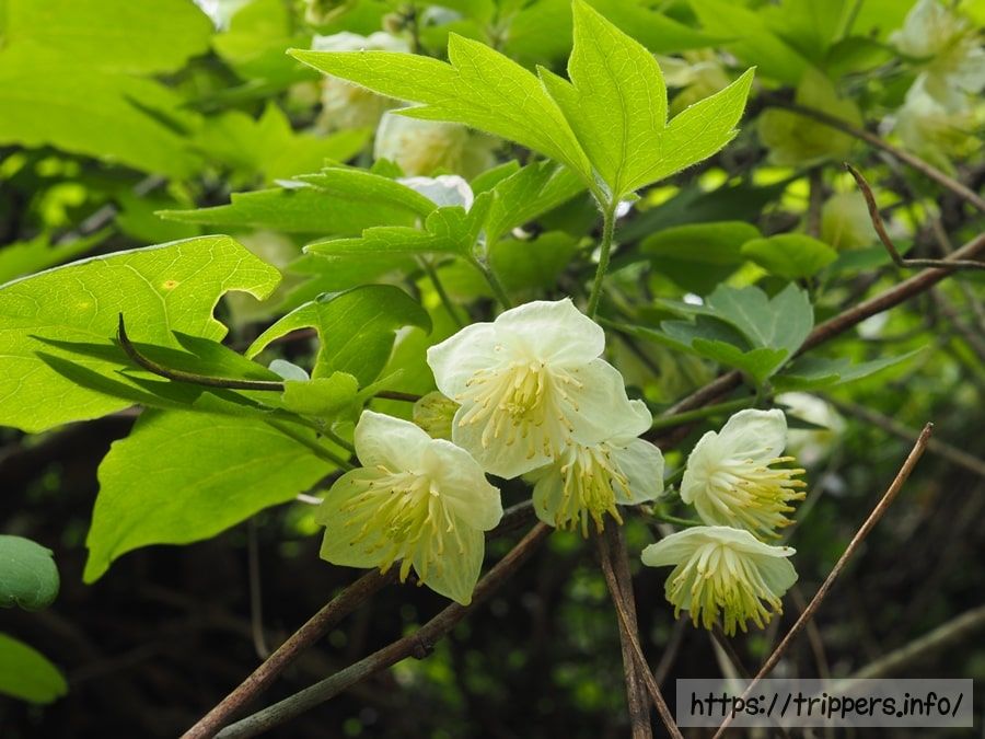 シロバナハンショウヅル