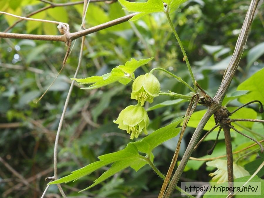 シロバナハンショウヅル