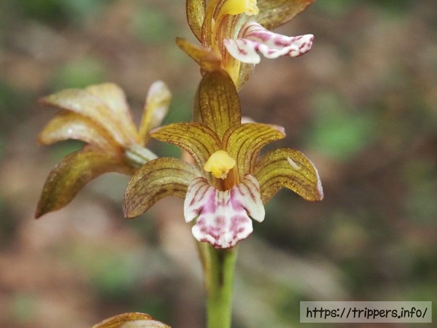 コハクランの花