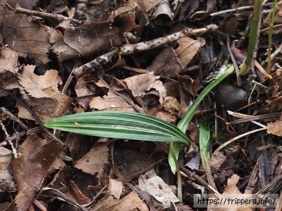 コハクランの葉