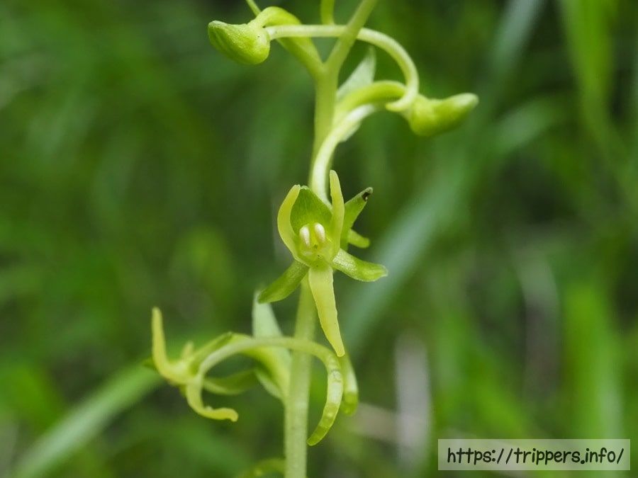 ホソバノキソチドリ