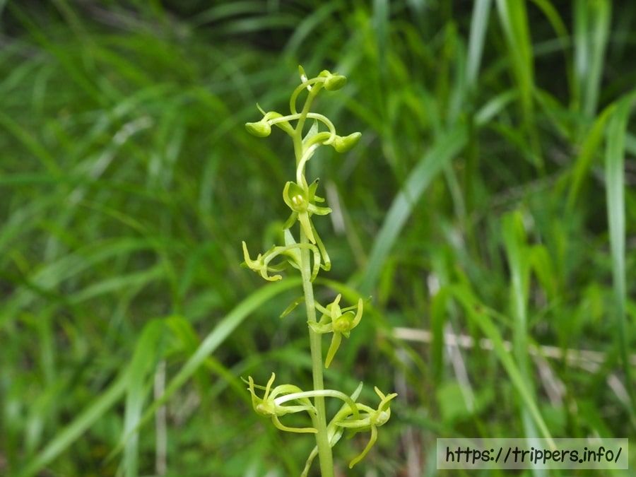 ホソバノキソチドリ