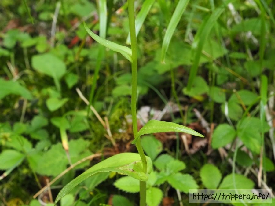 ホソバノキソチドリ