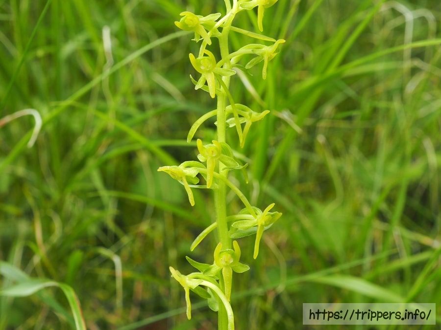 ホソバノキソチドリ