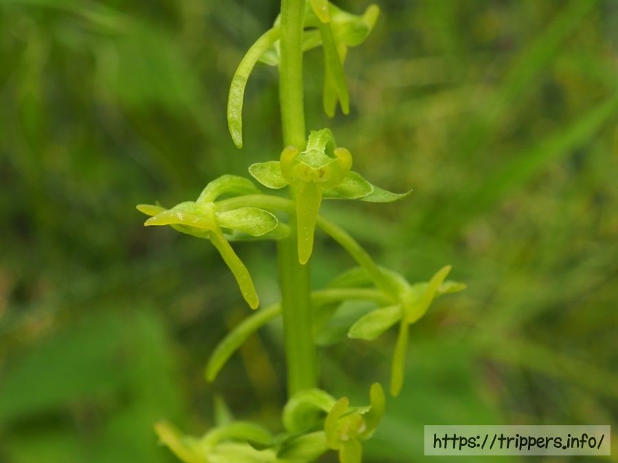 ホソバノキソチドリ