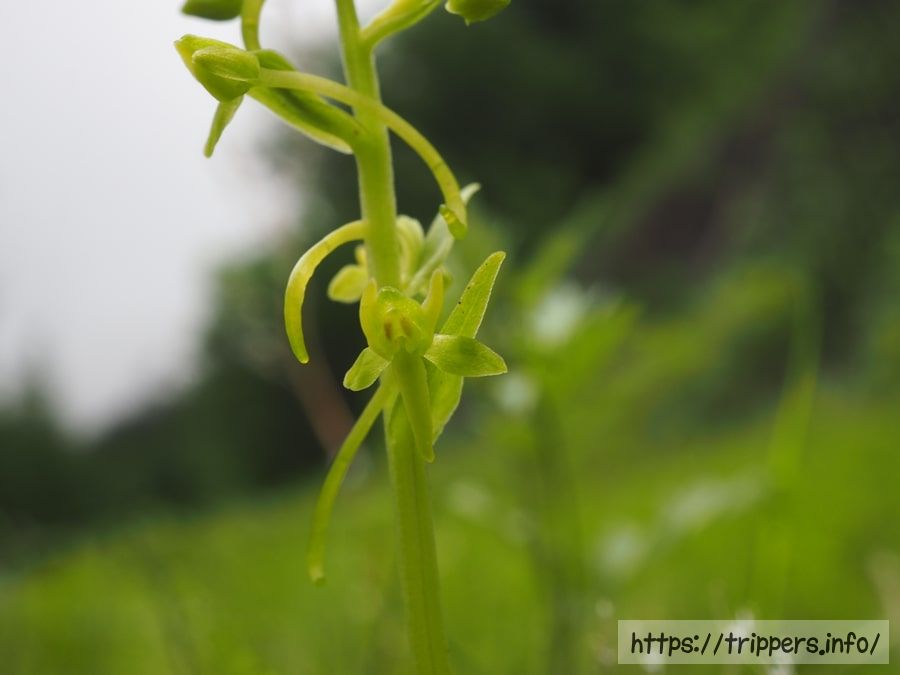 ホソバノキソチドリ