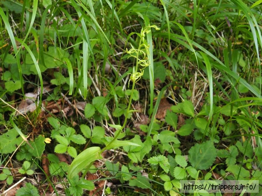 ホソバノキソチドリ