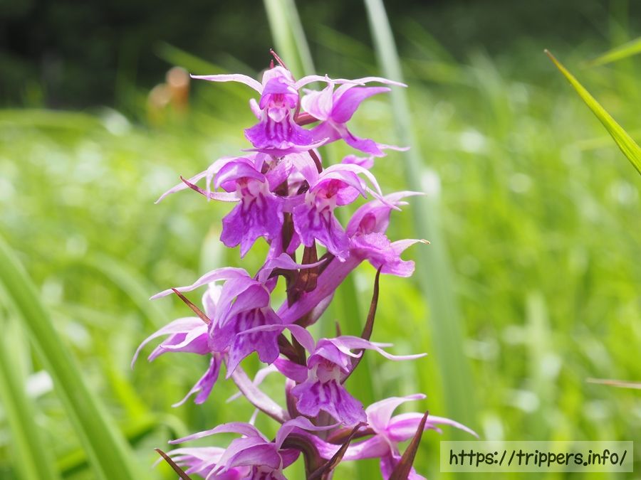 ハクサンチドリ