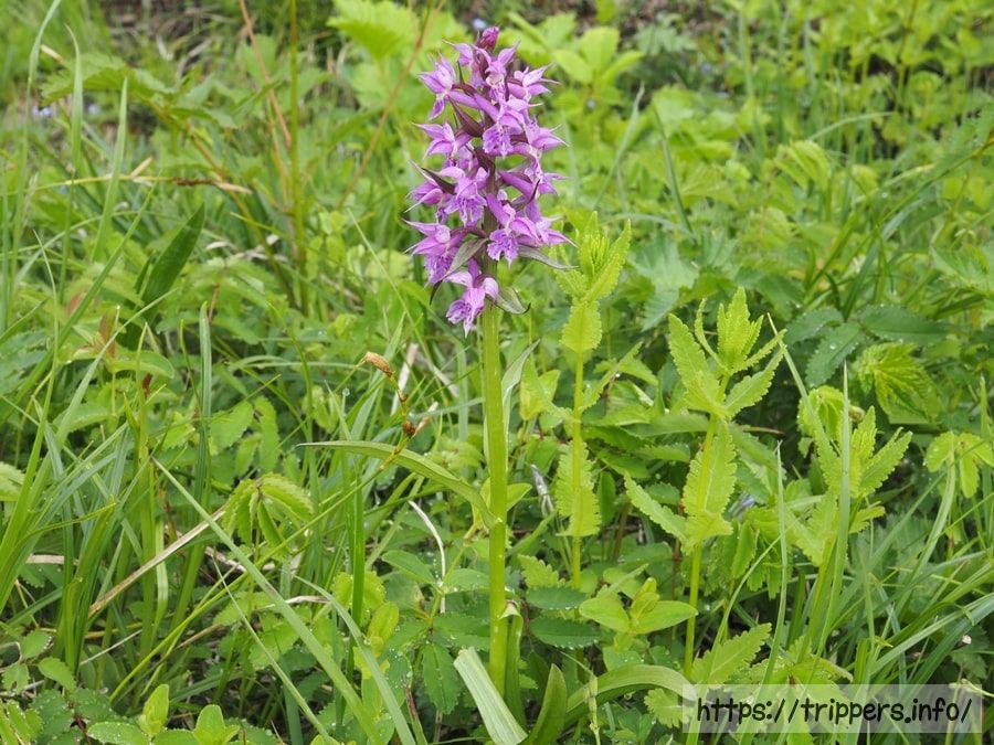 ハクサンチドリ