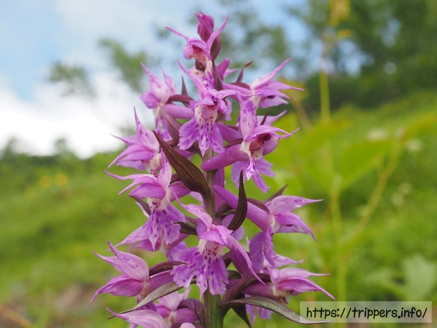 ハクサンチドリ