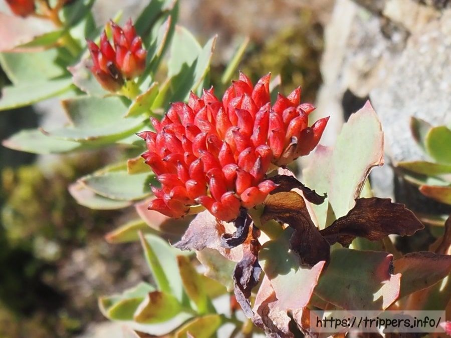イワベンケイの果実