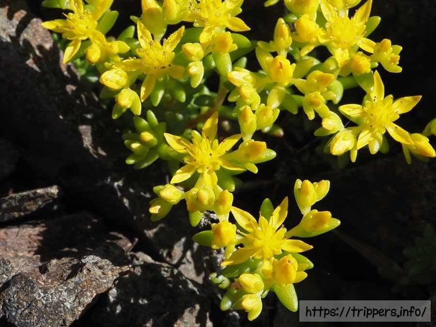 ミヤママンネングサ