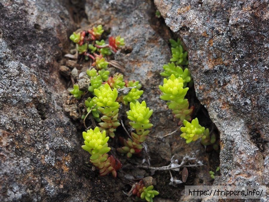 ミヤママンネングサ