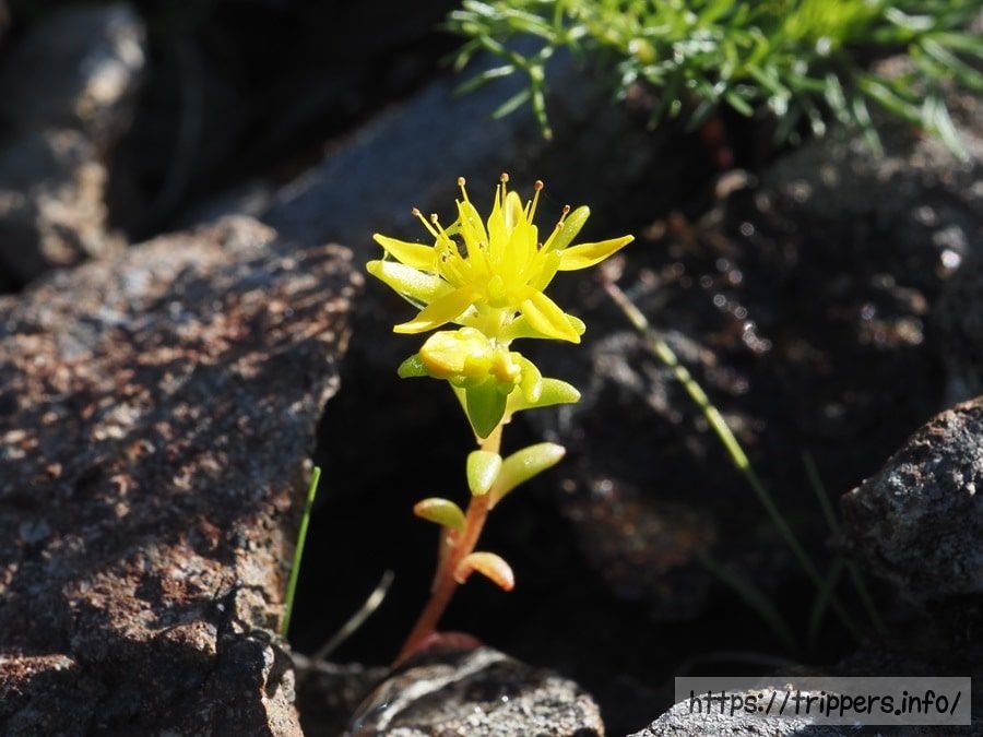 ミヤママンネングサ