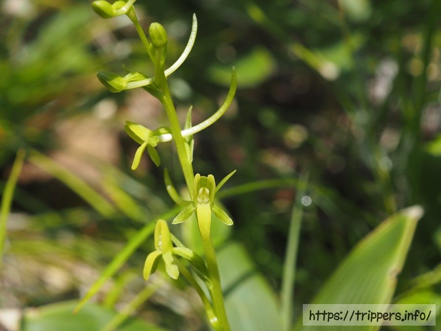 コバノトンボソウ