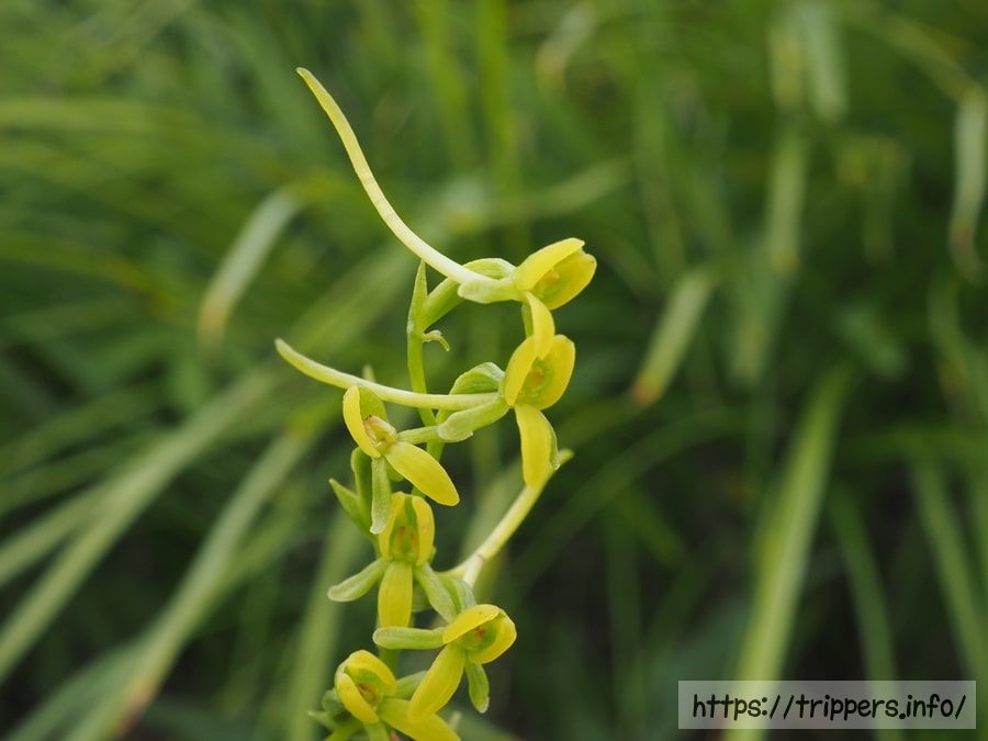コバノトンボソウ
