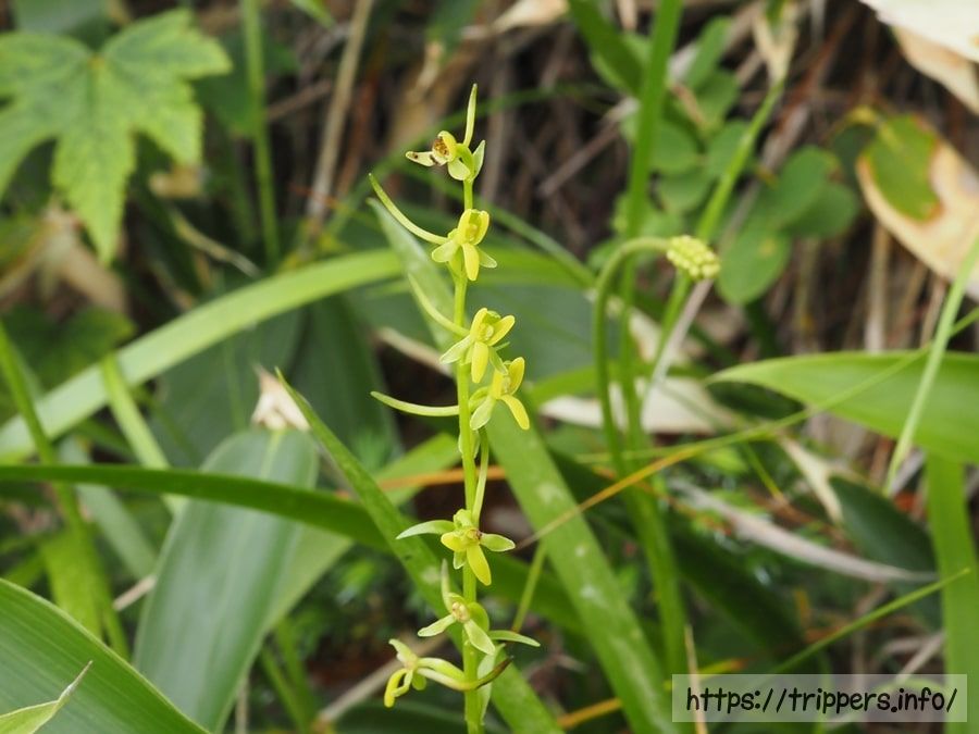 コバノトンボソウ
