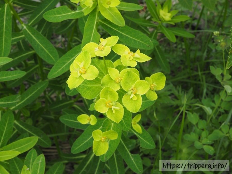 ハクサンタイゲキ