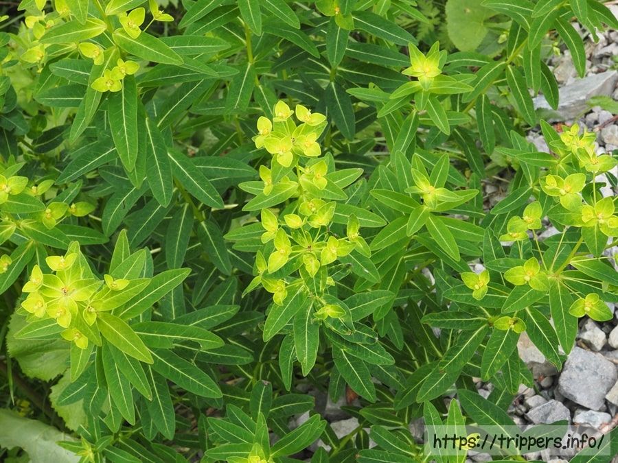 ハクサンタイゲキ