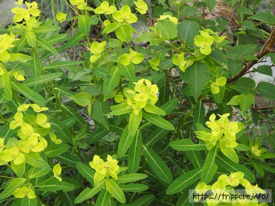 ハクサンタイゲキ