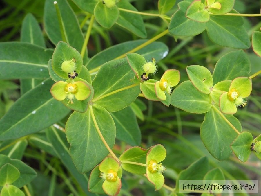 ハクサンタイゲキ