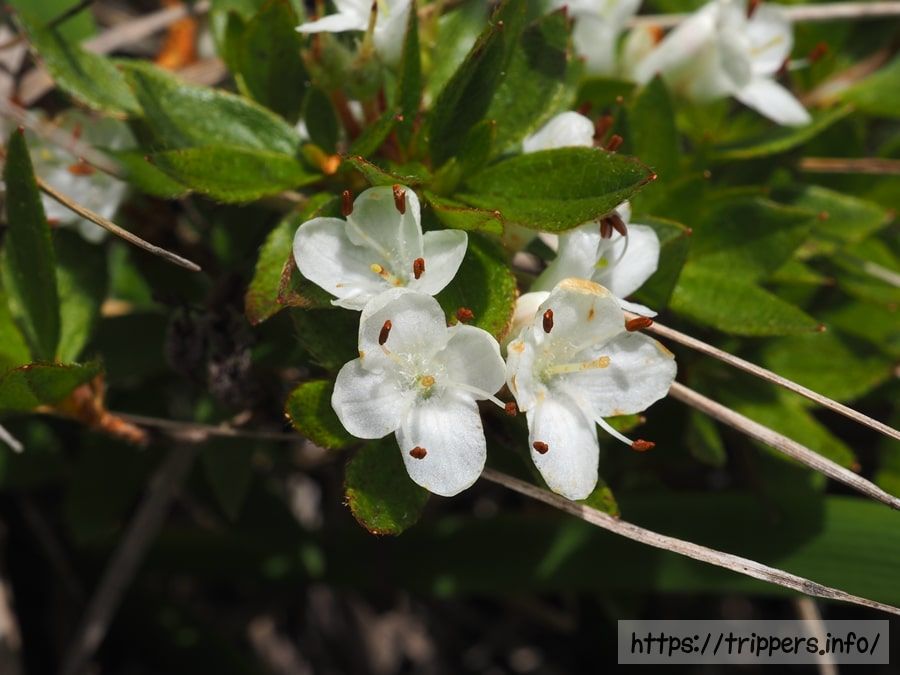 オオコメツツジ