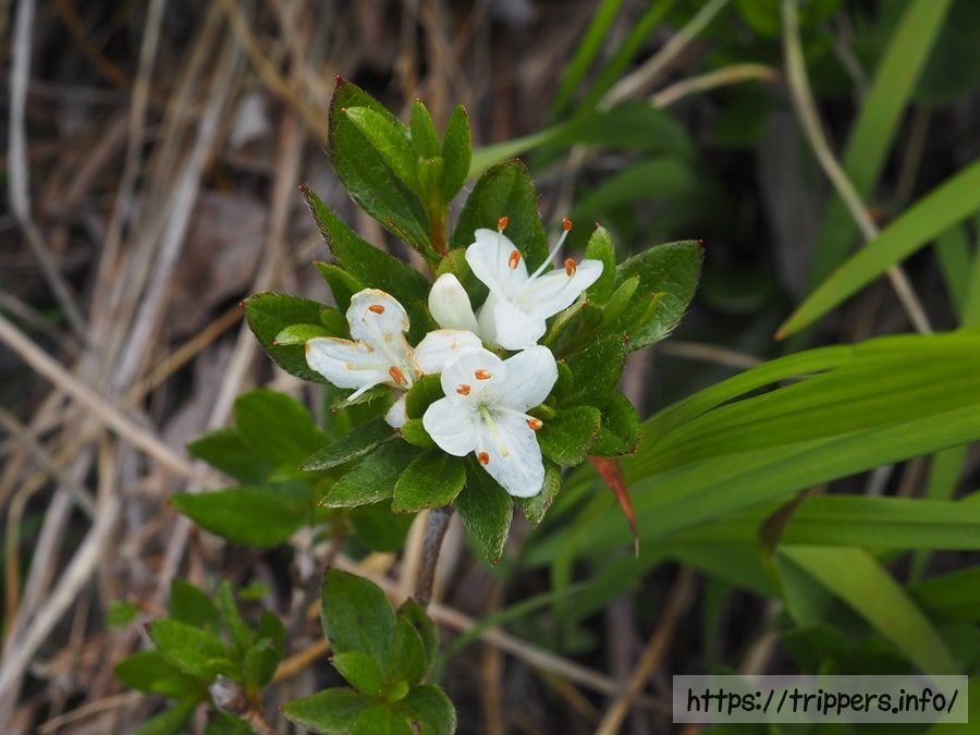 オオコメツツジ