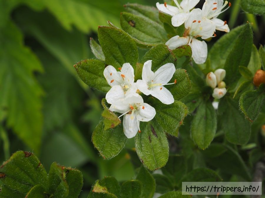 オオコメツツジ