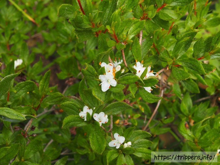 オオコメツツジ